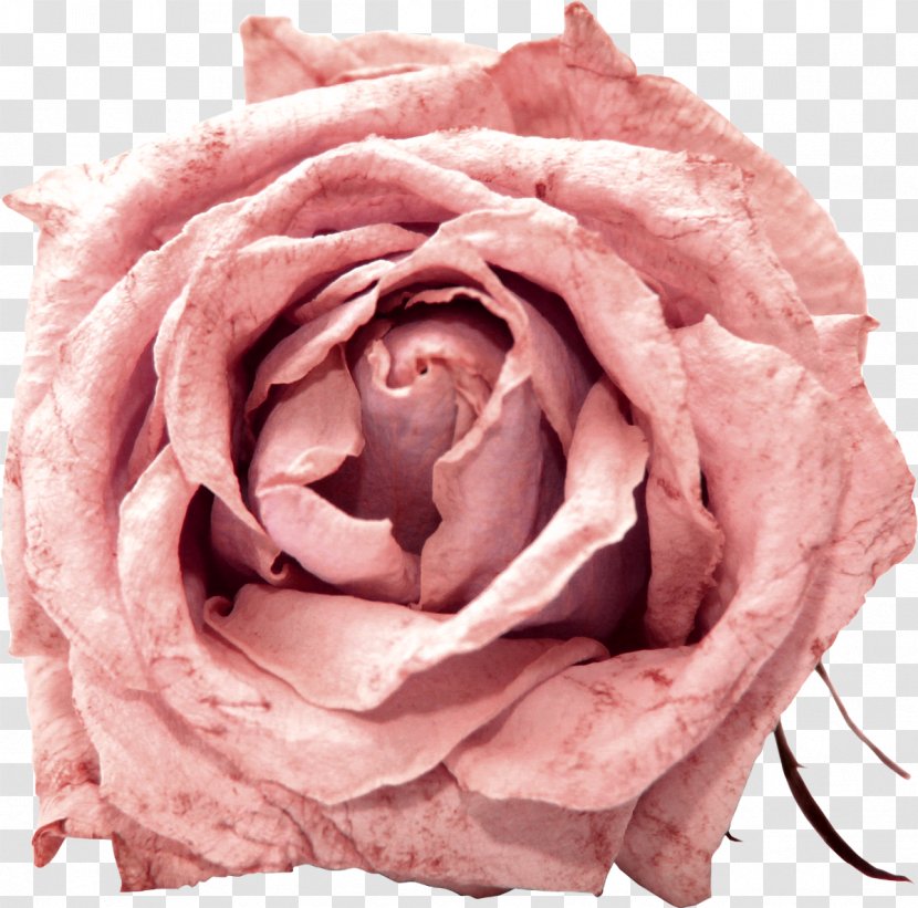 Garden Roses Cabbage Rose Floribunda Pink Flower - Peach Transparent PNG
