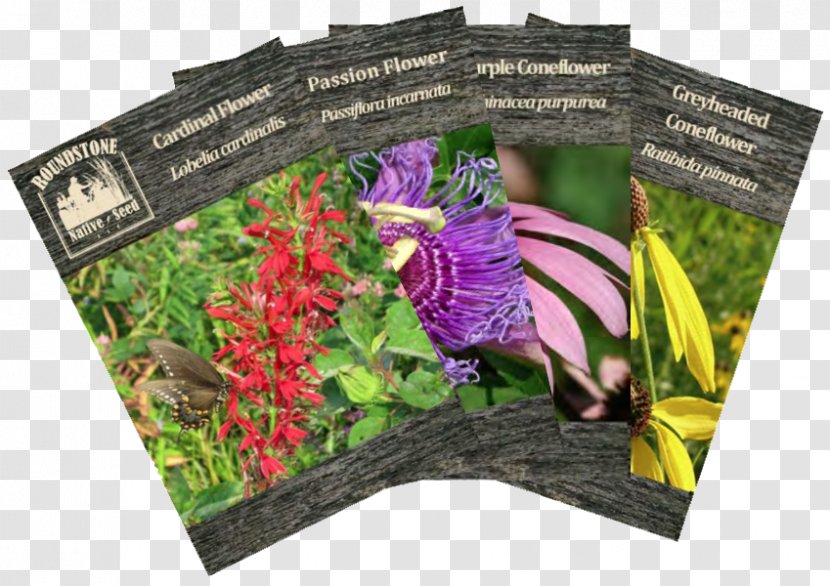 Seed Company Sowing Seedling Wildflower - Plant Transparent PNG