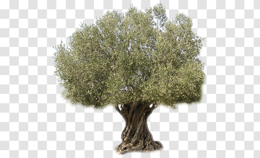 Olive Oil Tree Aceitunas Aliñadas - Evergreen Transparent PNG
