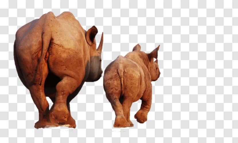 Desktop Wallpaper Royalty-free Stock Photography - Animal - Rhinoceros Transparent PNG