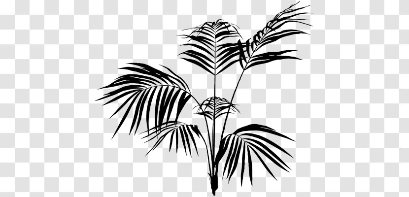 Arecaceae Palm-leaf Manuscript Palm Branch Frond Transparent PNG