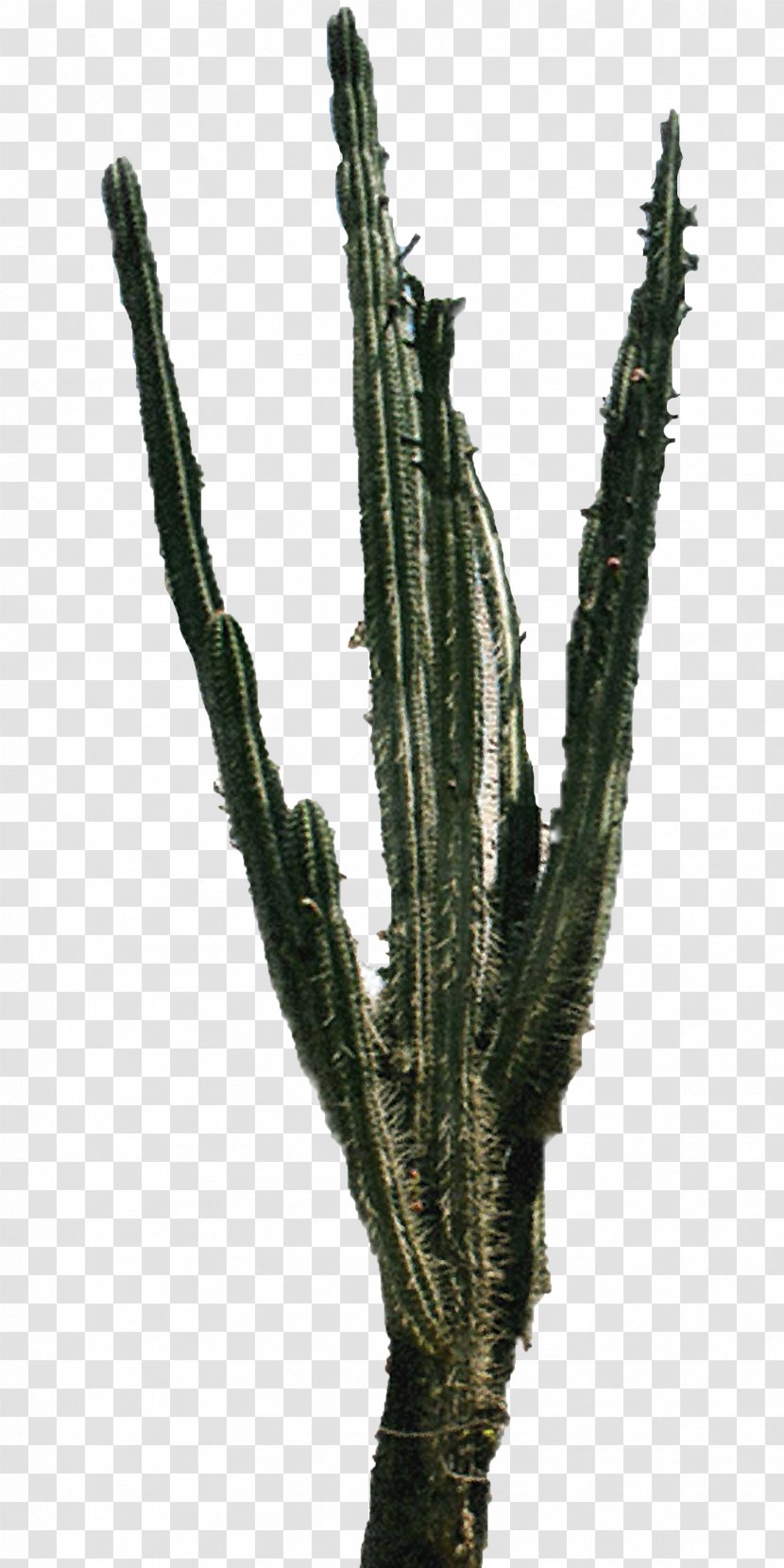 Cactaceae - Parodia Magnifica - Cactus 2 Transparent PNG