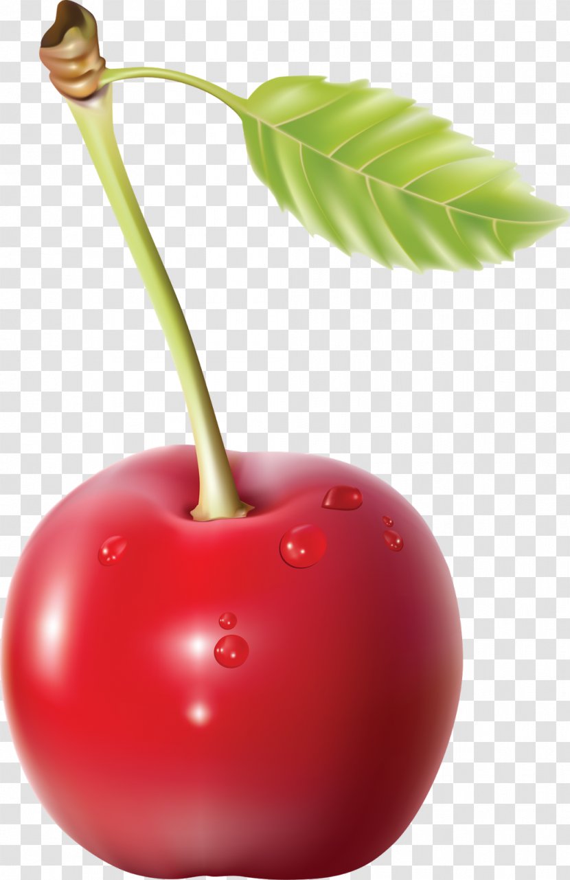 Cherries - Cherry - Blossom Transparent PNG