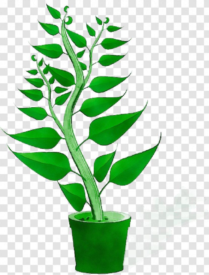 Plants Plant Genetics Agriculture Breeding - Curry Tree Transparent PNG