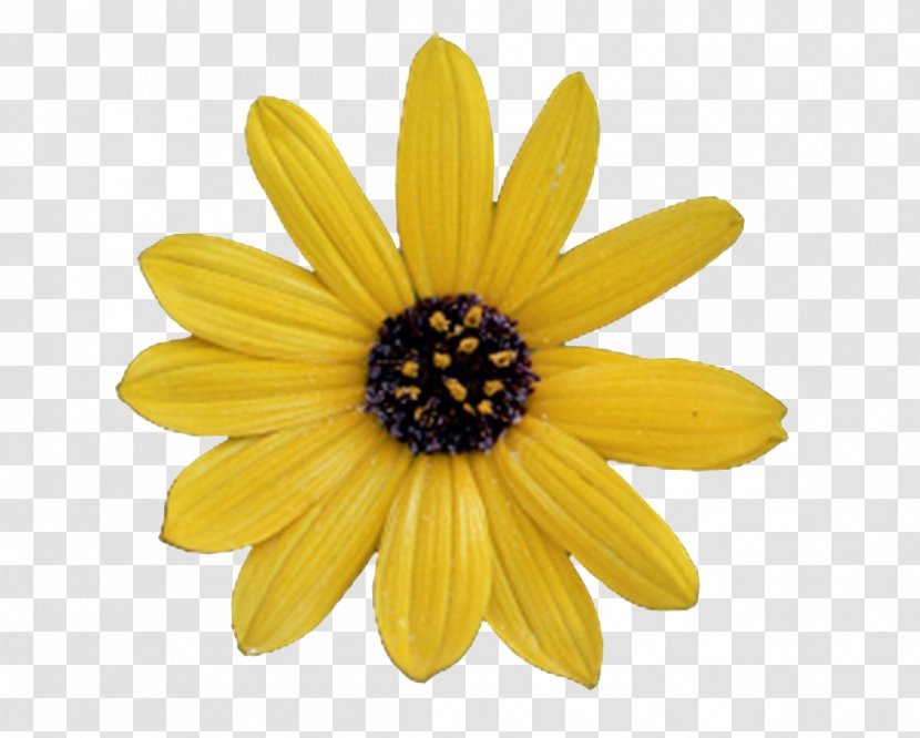 Common Sunflower Artificial Flower Clip Art - Bouquet - Photoshop Transparent PNG