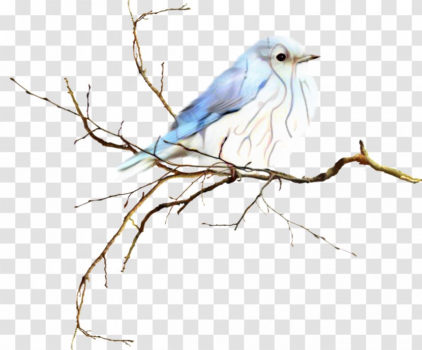 Watercolor Background - Blue Jay - Scrub Songbird Transparent PNG