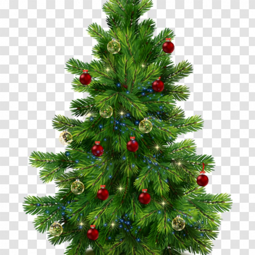 Noble Fir Pine Tree Clip Art - Fir-tree Transparent PNG