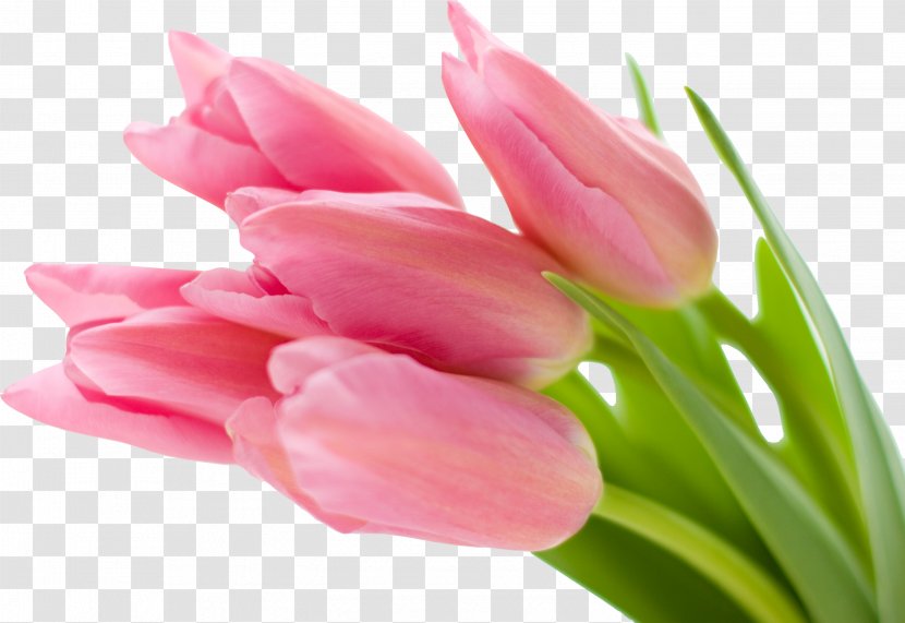 Desktop Wallpaper Pink Flowers Tulip - Rose Transparent PNG