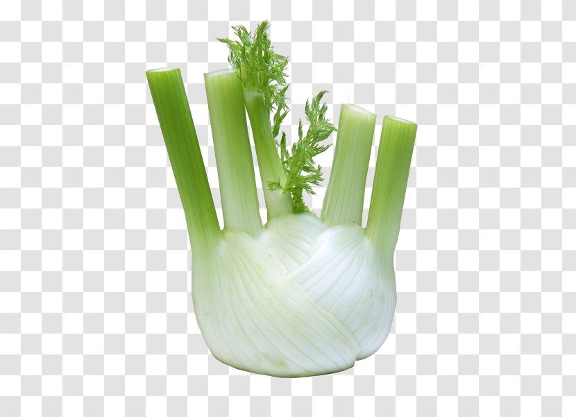 Fennel Vegetable Herb Carrot Fruit - Kohlrabi - Savoy Cabbage Transparent PNG