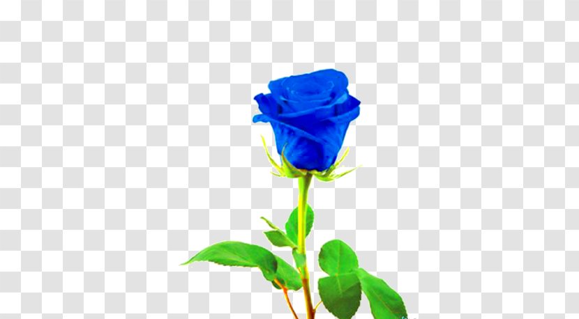Blue Rose Stock Photography Royalty-free Transparent PNG