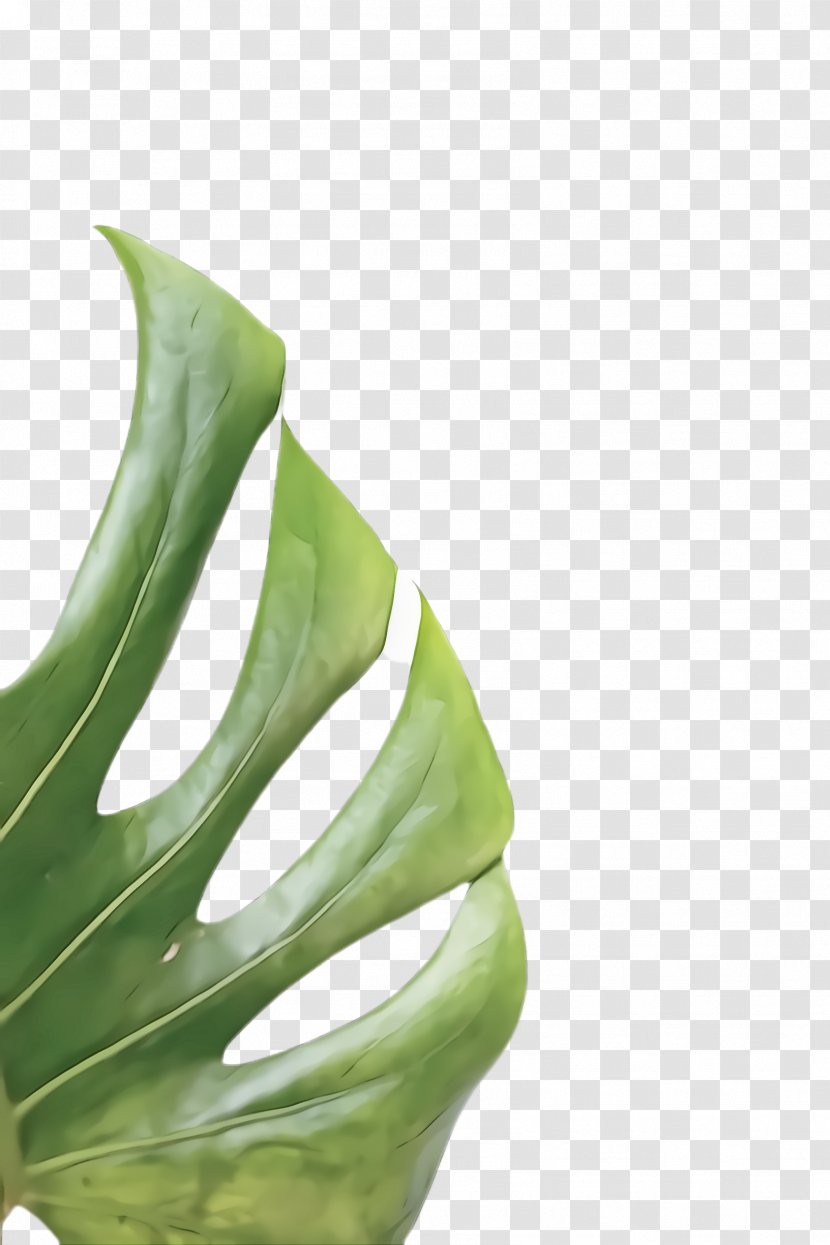 Green Leaf Plant Monstera Deliciosa Alismatales - Arum Family - Flower Transparent PNG