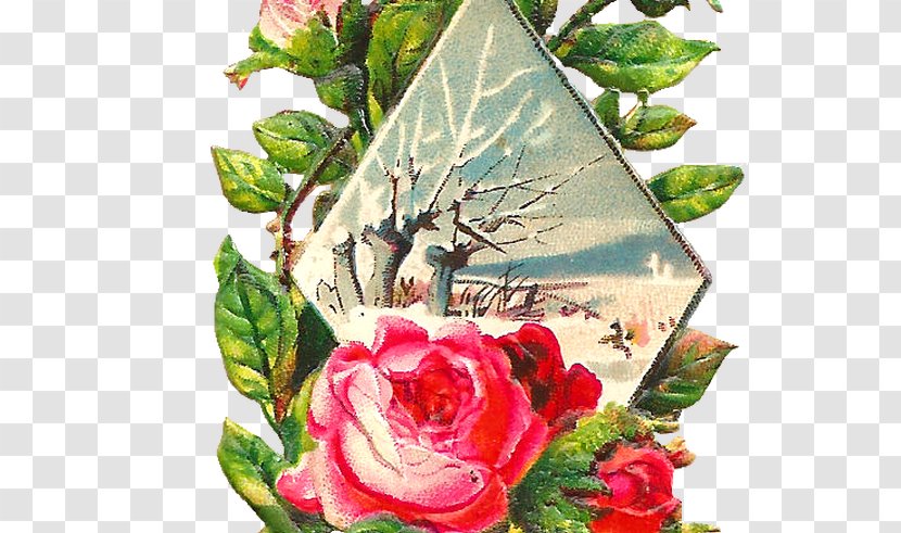 Clip Art Illustration Vector Graphics - Christmas - Blue Rose Centifolia Roses Transparent PNG