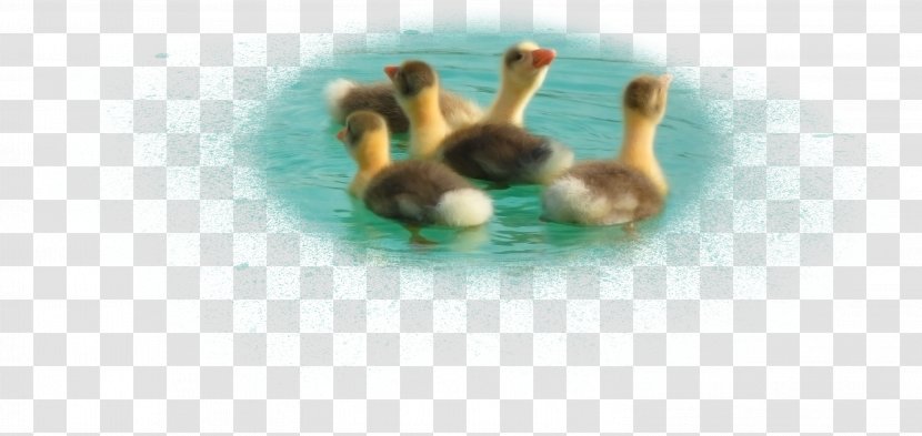 Duck - Vertebrate - Swimming Transparent PNG
