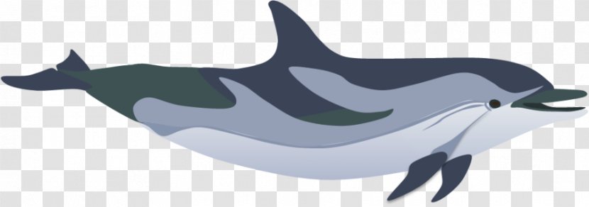 Tucuxi Common Bottlenose Dolphin Striped Porpoise Killer Whale - Bluetongued Skink Transparent PNG