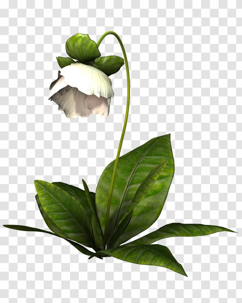 Power Soccer ManagerZone Flower - Gratis - White Flowers Transparent PNG