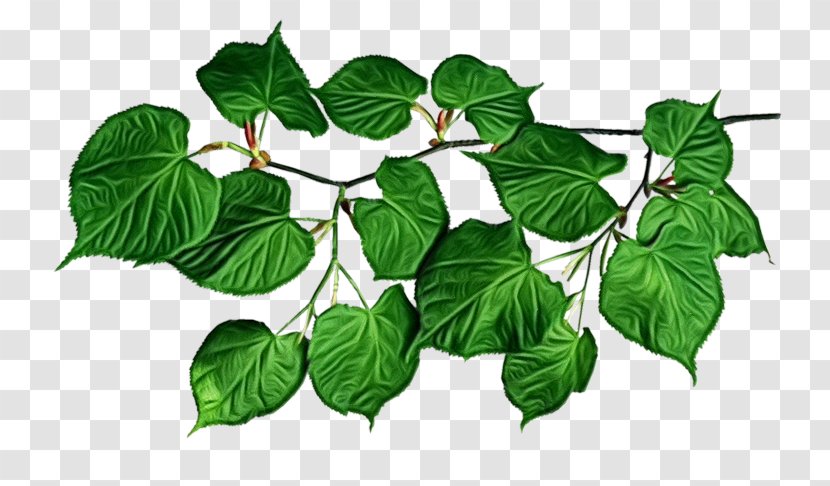 Ivy - Leaf - Family Herb Transparent PNG
