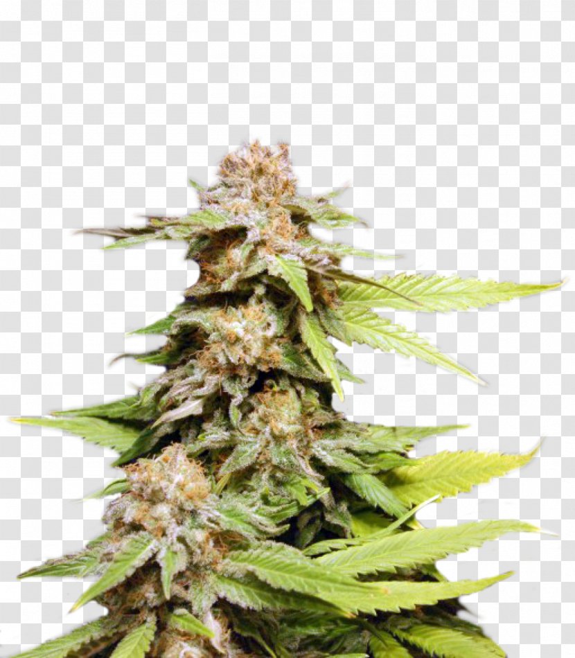 Kush Autoflowering Cannabis Seed Bank Transparent PNG