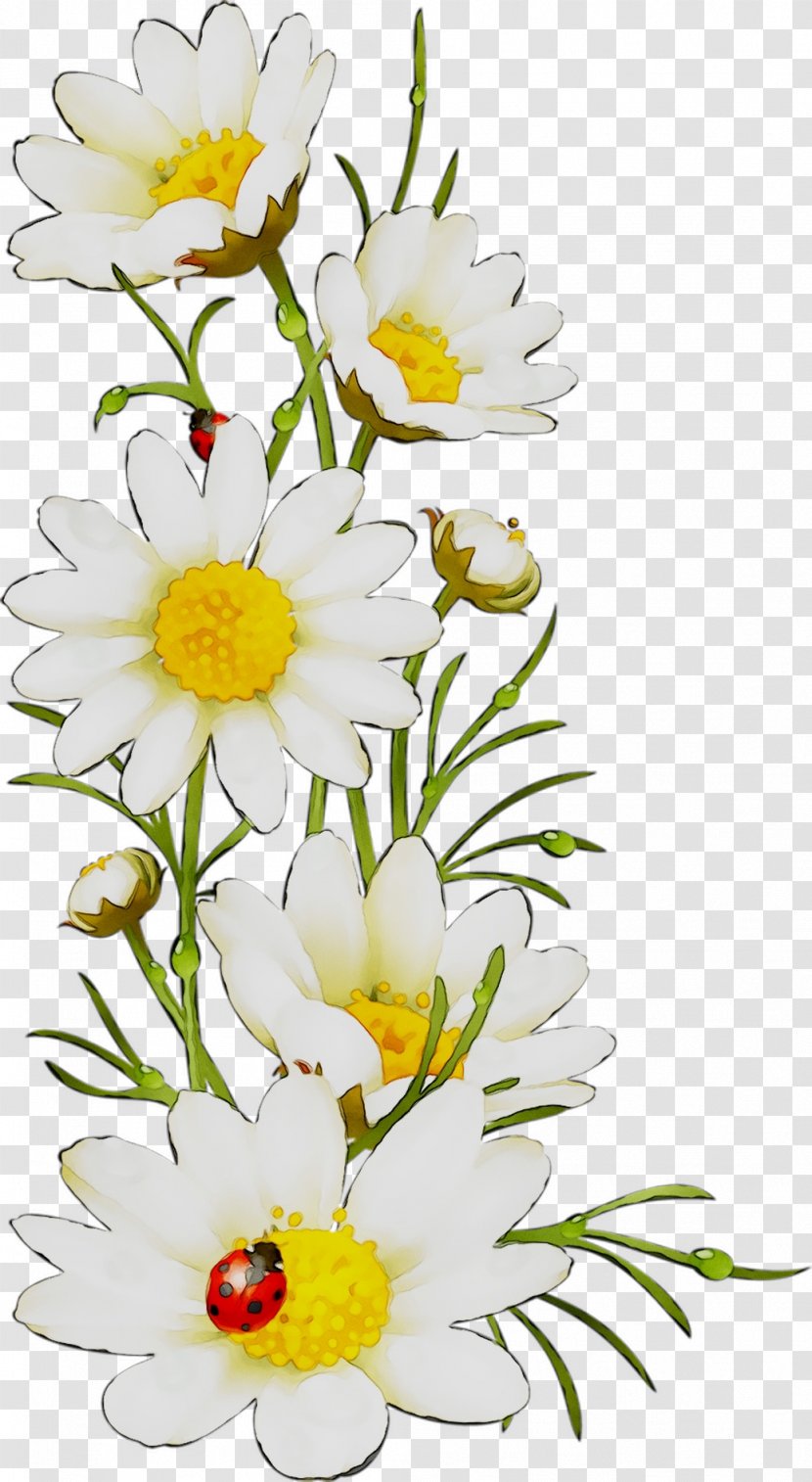 Oxeye Daisy Floral Design Cut Flowers Roman Chamomile - Plant - Bouquet Transparent PNG
