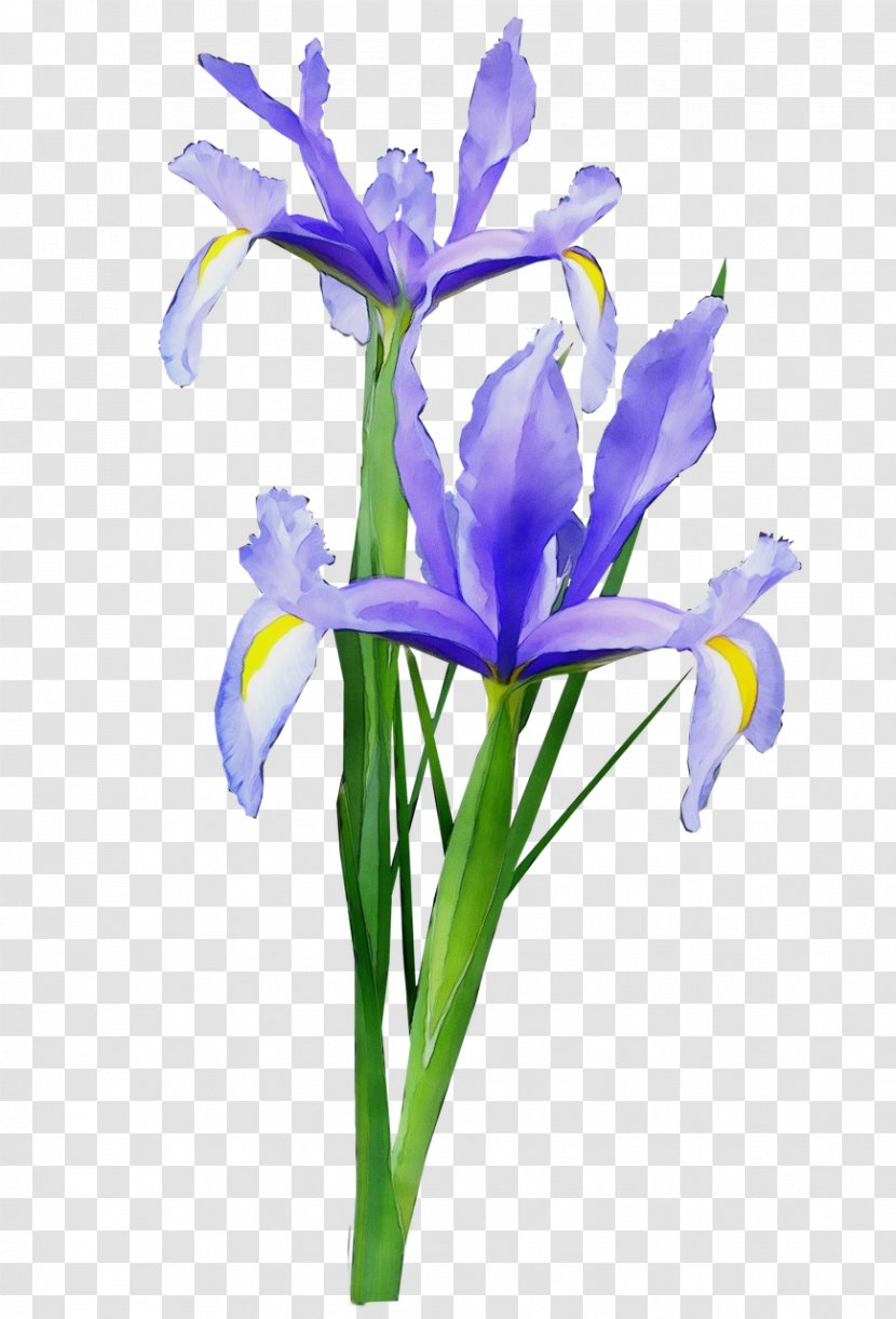 Flower Flowering Plant Iris - Wet Ink - Versicolor Reticulata Transparent PNG