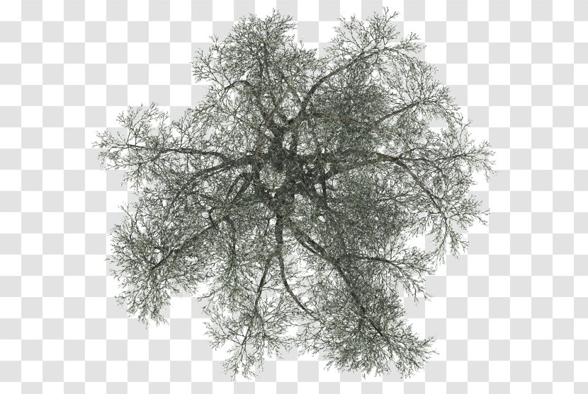 Tree Woody Plant Branch - Sky Transparent PNG