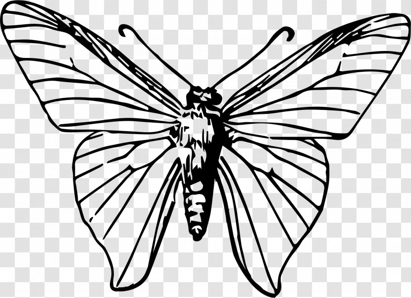Butterfly Insect Clip Art - Black And White Transparent PNG