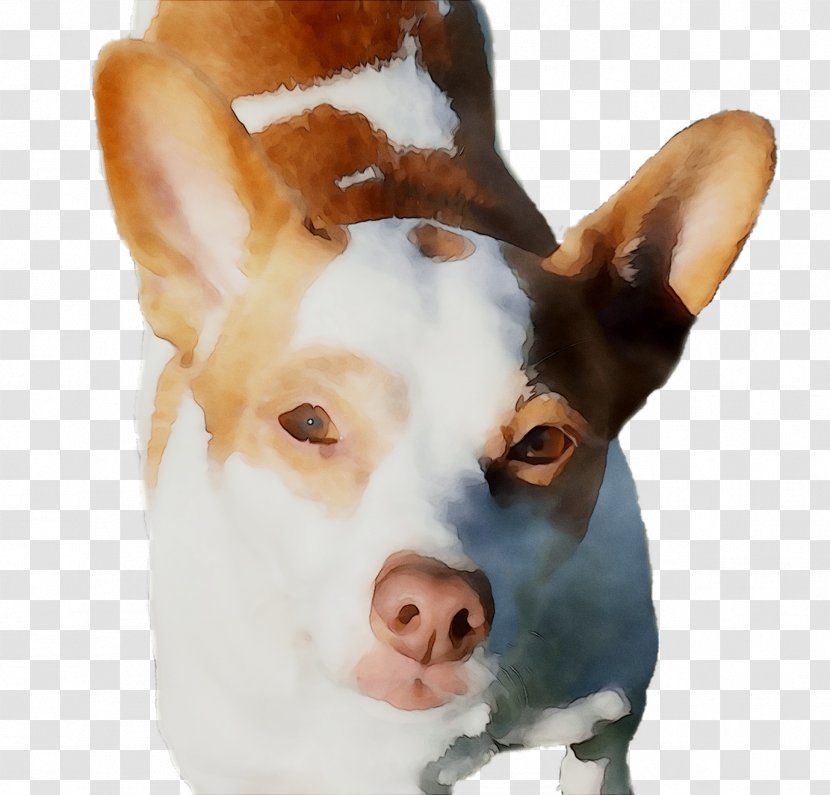 Dog Breed Rat Terrier Ibizan Hound - Cardigan Welsh Corgi Transparent PNG