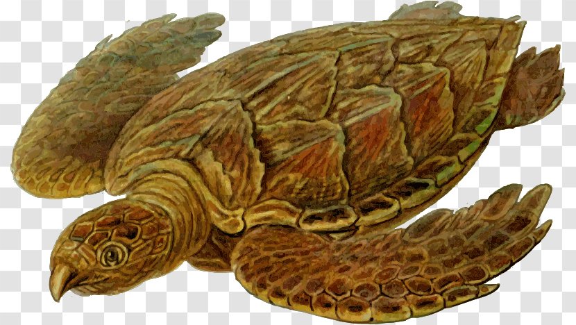 Hawksbill Sea Turtle Cheloniidae Leatherback Ploughshare Tortoise - Organism Transparent PNG
