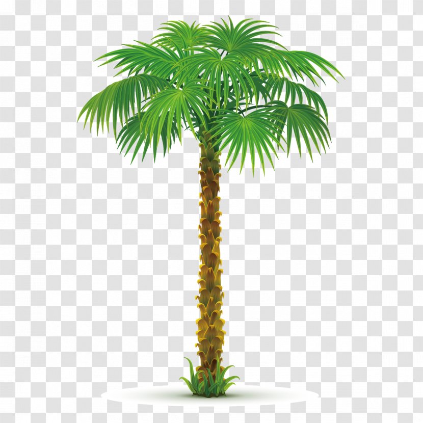 Arecaceae Tree Areca Palm Clip Art - Grass - Creative Coconut Trees Transparent PNG