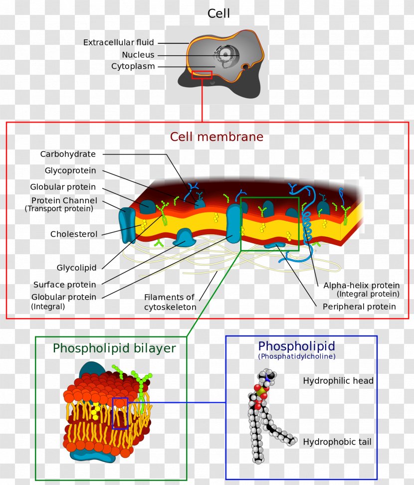 Cell Membrane Biological Wall Lipid Bilayer - Endomembrane System - Glycocalyx Transparent PNG