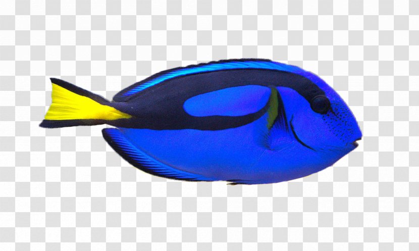 Clownfish Palette Surgeonfish Yellow Tang Clip Art - Drawing Transparent PNG