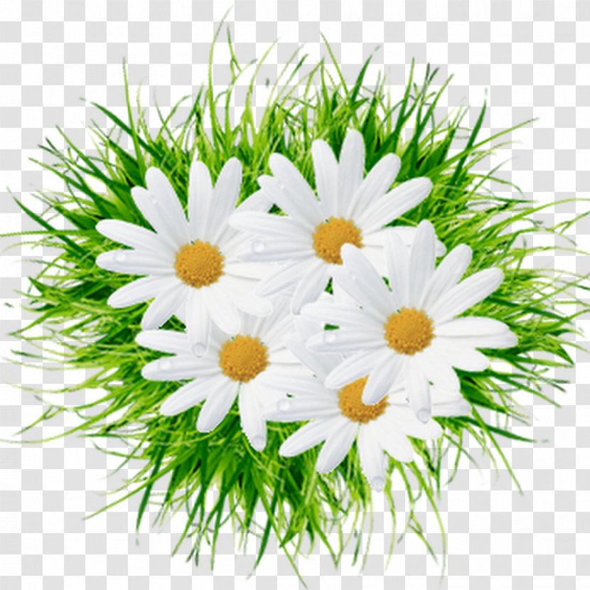 Serpukhov Пётр и Феврония Day Of Russian Family And Love Flower Painter - Cut Flowers - Camomile Transparent PNG