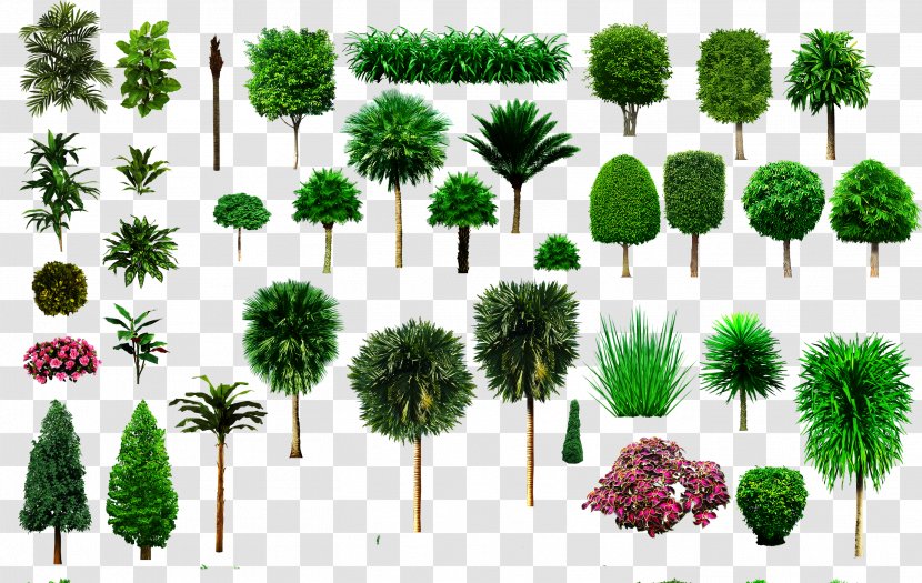 Tree Shrub Ornamental Plant - Grass Family - Gras Transparent PNG