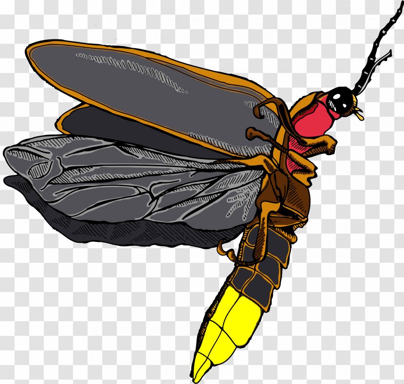 Bee Cartoon - Silhouette - Honeybee House Fly Transparent PNG