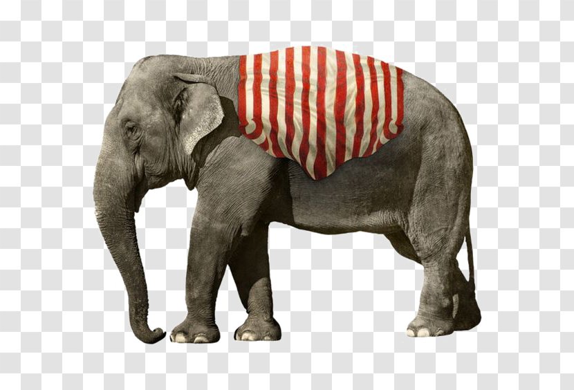 African Elephant Circus Clip Art - Royaltyfree Transparent PNG