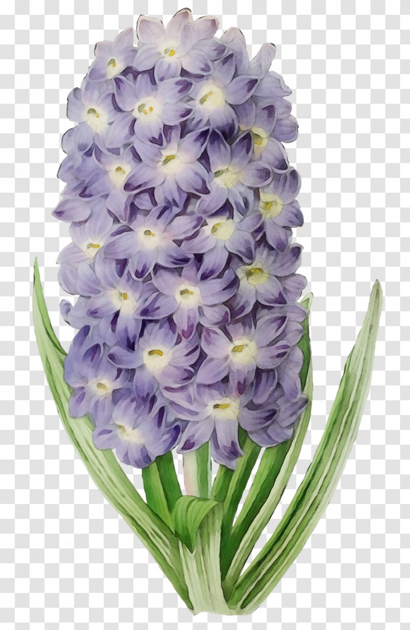 Lavender - Plant - Petal Violet Transparent PNG