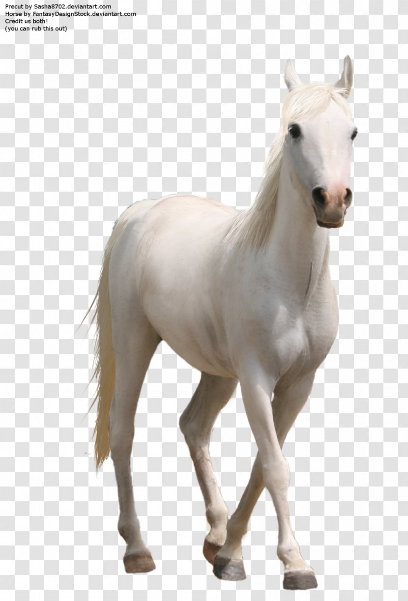 Whitehorse - Image File Formats - Horse 7 Transparent PNG