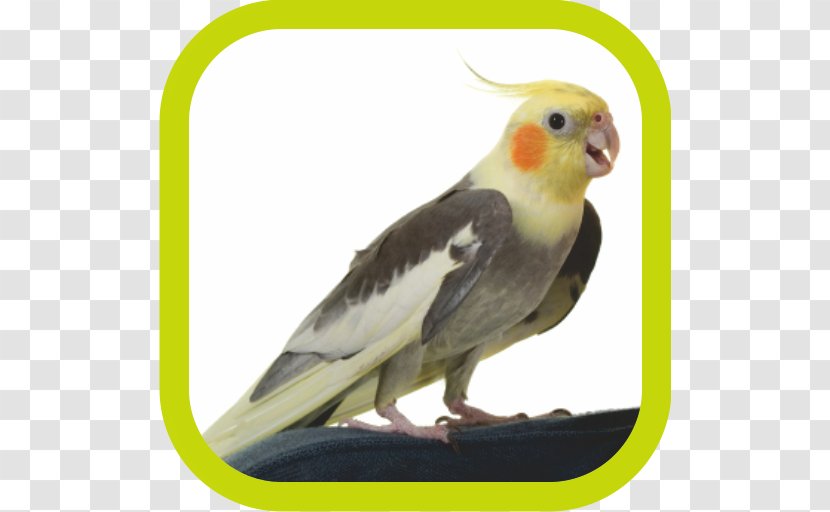 Cockatiel Lovebird Budgerigar Cockatoo - Sulphurcrested - Bird Transparent PNG
