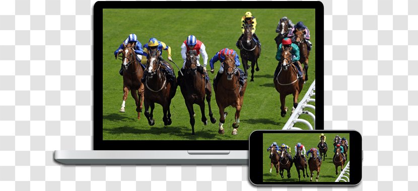 Horse Racing Punchestown Racecourse Sports Betting Transparent PNG