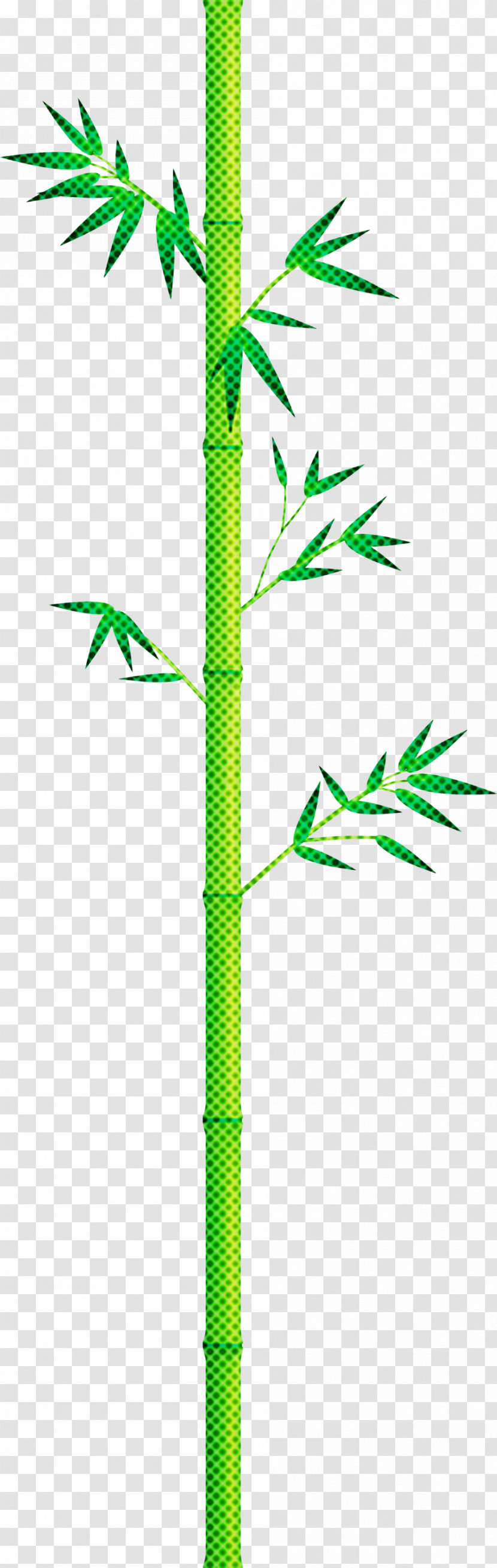 Bamboo Leaf Transparent PNG