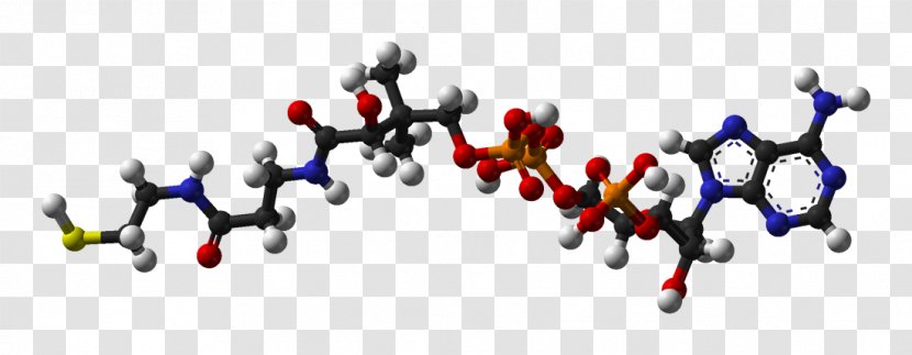 Coenzyme A Acetyl-CoA Molecule Cofactor - Fatty Acid - Pyruvic Transparent PNG