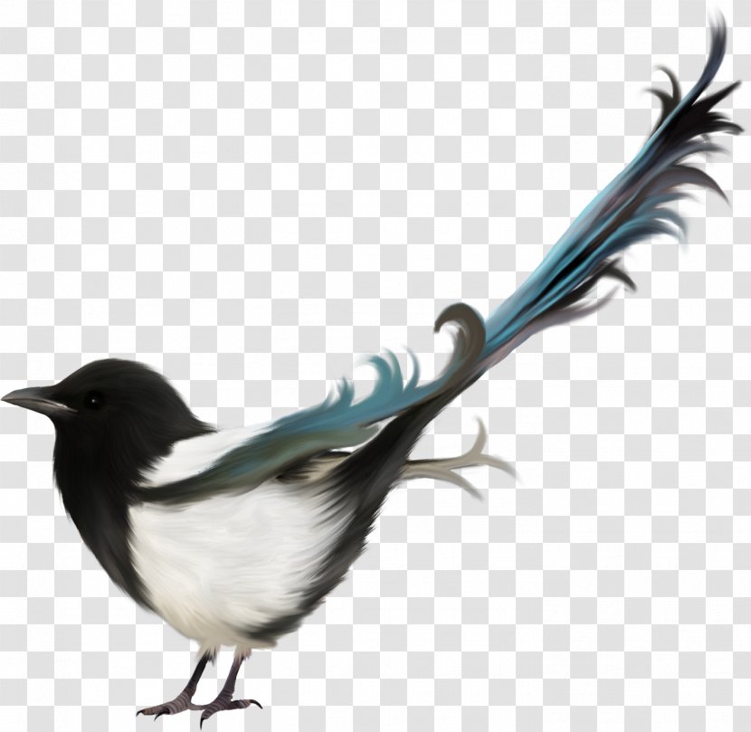 Eurasian Magpie Bird Clip Art Transparent PNG