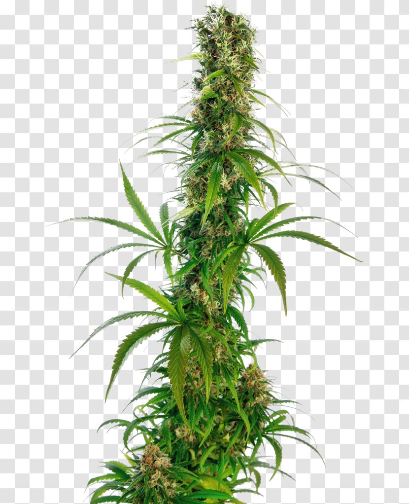 Cannabis Sativa Sensi Seeds Ruderalis Tetrahydrocannabinol Transparent PNG
