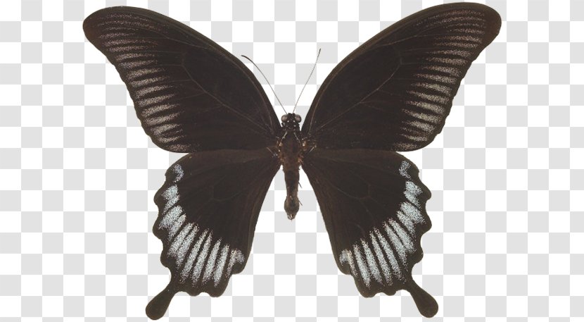 Swallowtail Butterfly Insect Papilio Lowi Memnon Transparent PNG