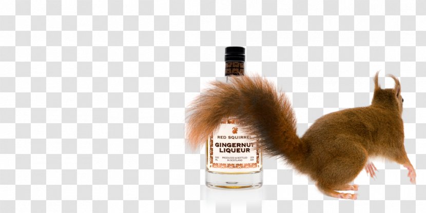 Red Squirrel Distilled Beverage Ginger Snap Drink Transparent PNG