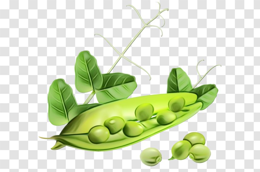 Pea Legume Snow Peas Snap Plant - Family Vegetable Transparent PNG