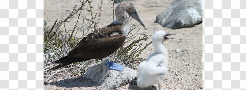 Beak Fauna Vulture Gannets Stork - Bird - Vacation Island Transparent PNG