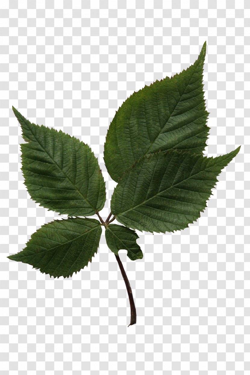 Leaf Tree Birch Plant Stem - 2018 Transparent PNG
