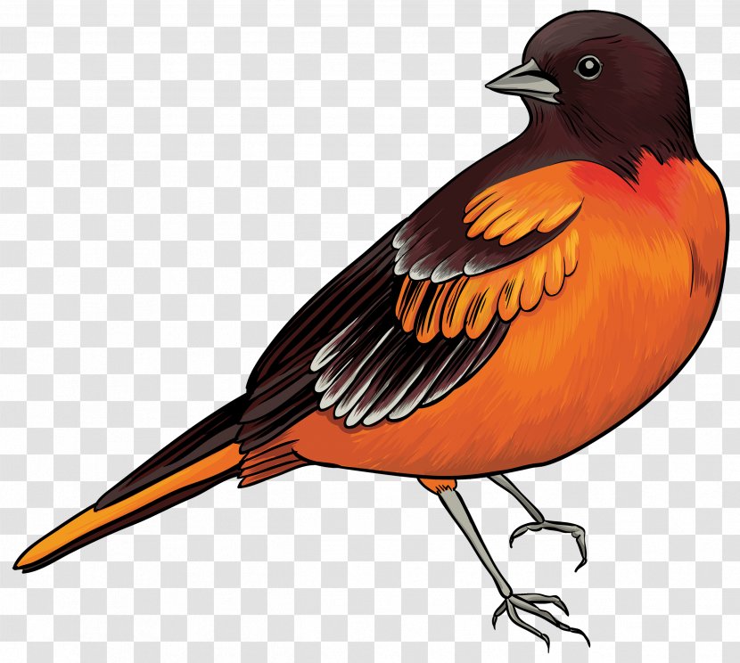 Robin Bird - Beak - Old World Flycatcher Perching Transparent PNG