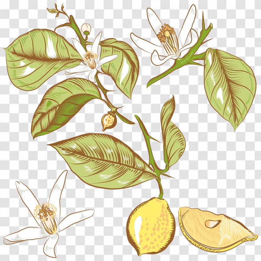 Lemon Flower Drawing Royalty-free - Royaltyfree - Vector Tree Transparent PNG