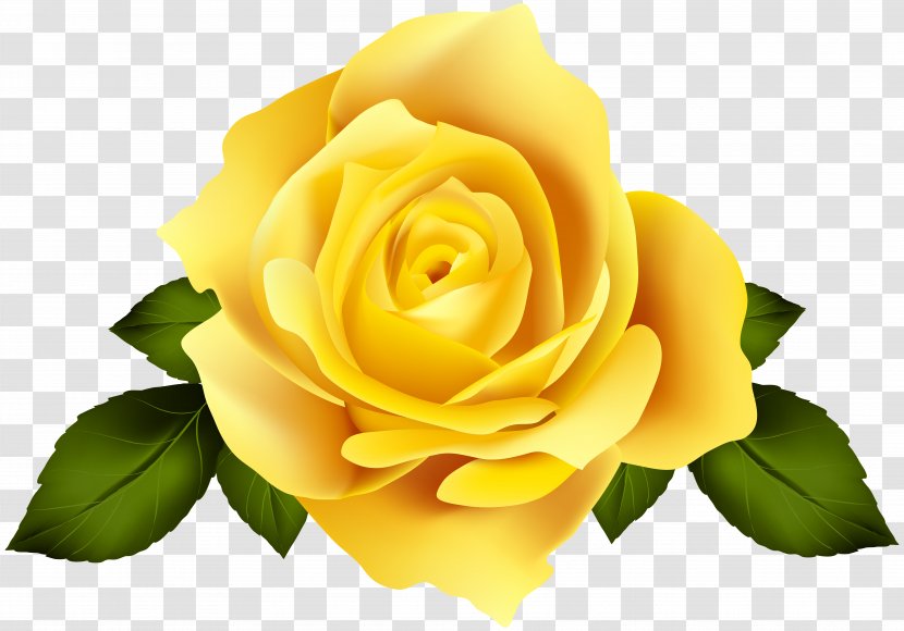 Garden Roses Centifolia Flower Hybrid Tea Rose - Yellow Transparent PNG